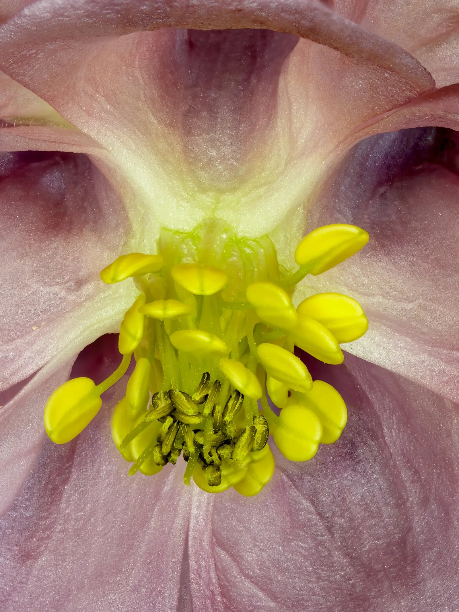 Columbine (Aquilegia Hybrids) — relishing in areas that provide partial shade as this mimics their native woodland habitats; to encourage more, image 72