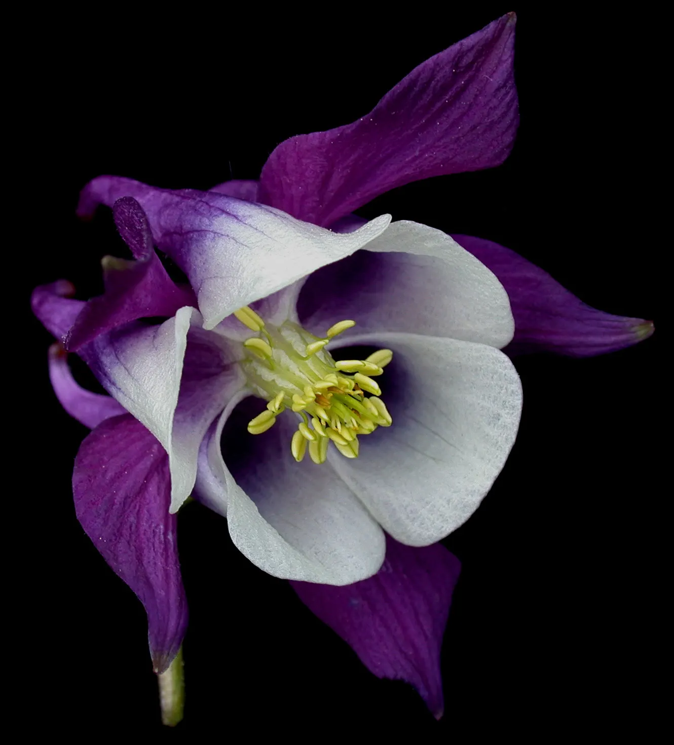 Columbine (Aquilegia Hybrids) — these perennials are somewhat drought-tolerant; renowned for its distinctive shape