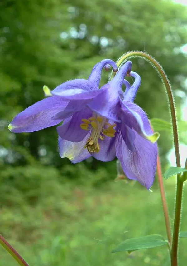 Columbine (Aquilegia Hybrids) — Renowned for its distinctive shape; these perennials are somewhat drought-tolerant, image 123