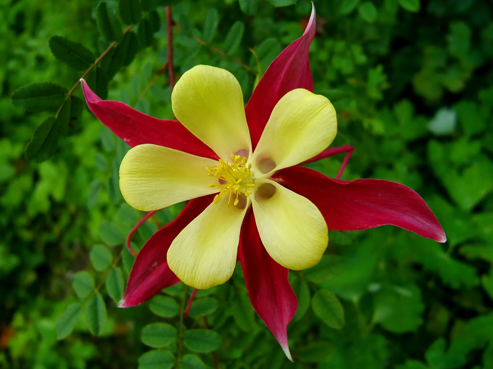 Columbine (Aquilegia Hybrids) — Mature plants reach 15-20 inches in height and spread up to 12 inches