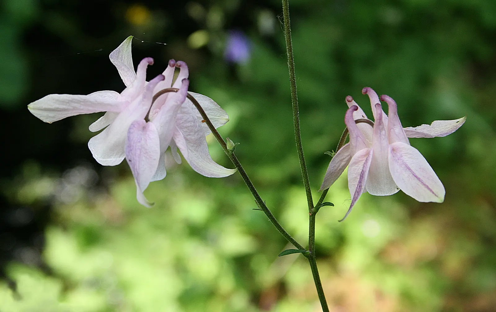 Columbine (Aquilegia Hybrids) — As a low-maintenance plant that self-seeds; renowned for its distinctive shape, image 78