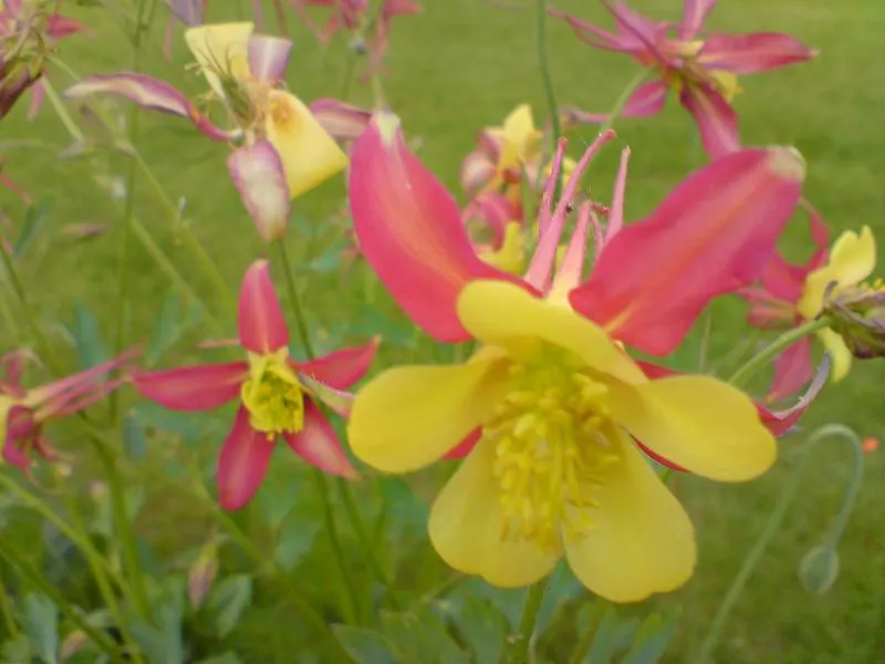 Columbine (Aquilegia Hybrids) — and a slightly acidic to neutral pH balance is ideal; thriving in USDA zones 3-8, it prefers partially shaded spots, image 73