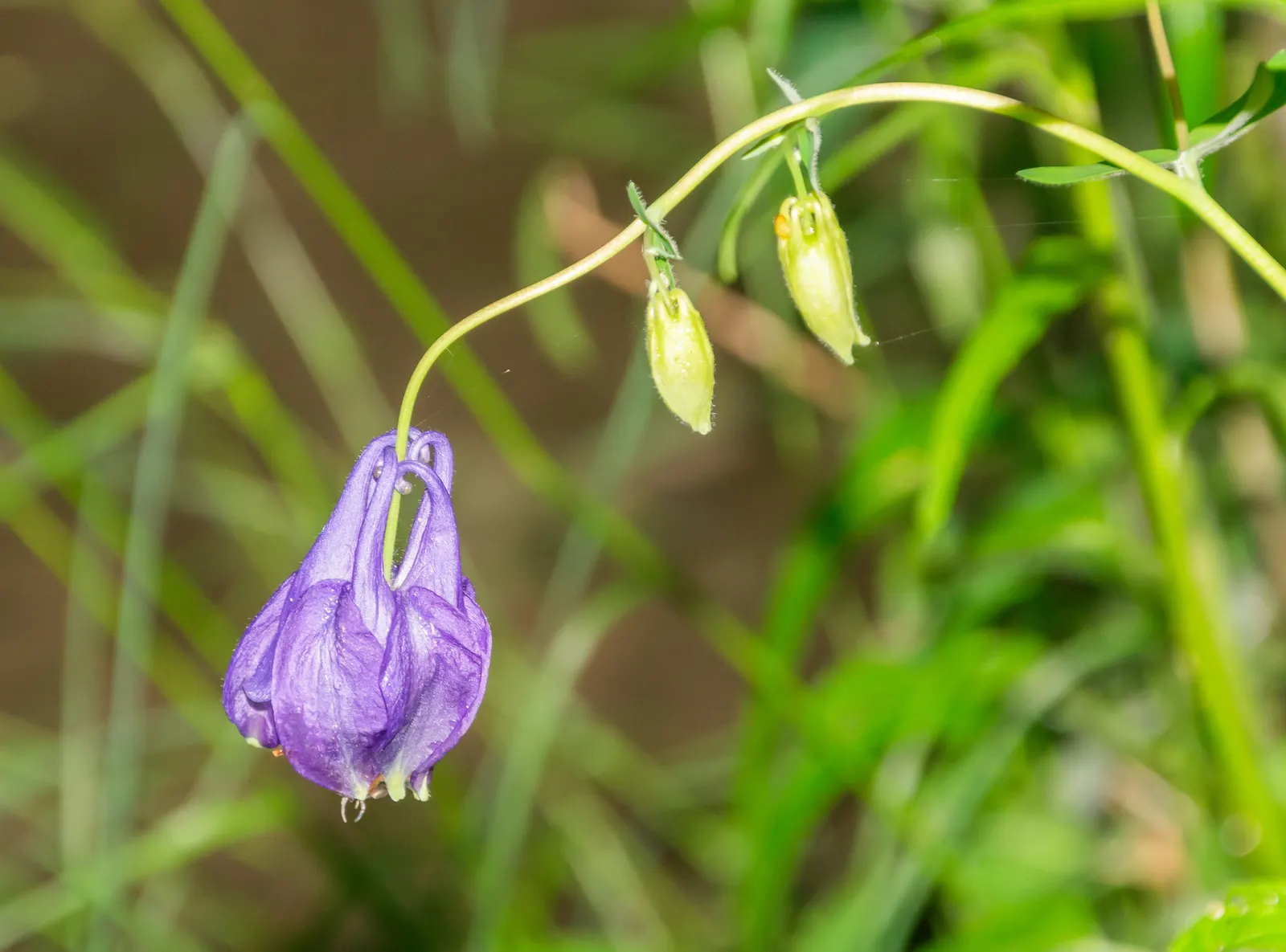 Columbine (Aquilegia Hybrids) — Columbines typically range from 1.5 to 3 feet and spread out about 1 to 2 feet; thriving in USDA zones 3-8, it, image 69