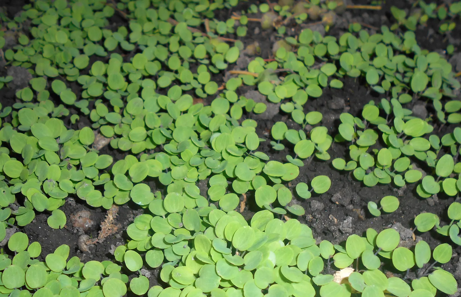 Columbine (Aquilegia Hybrids) — Columbines typically range from 1.5 to 3 feet and spread out about 1 to 2 feet; thriving in USDA zones 3-8, it prefers