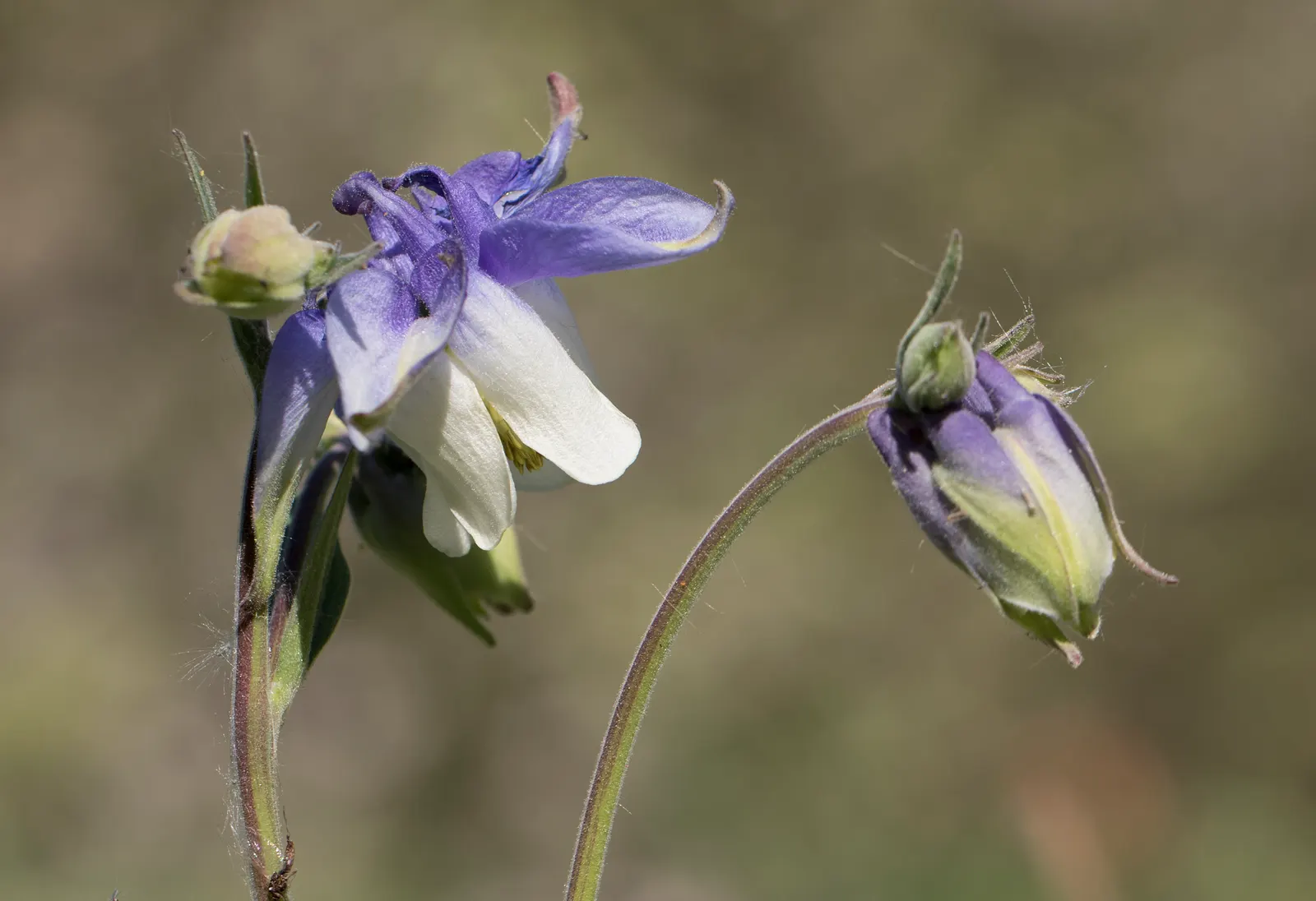 Columbine (Aquilegia Hybrids) — with minimal efforts on maintenance; to encourage more vigorous growth in the coming years, image 108