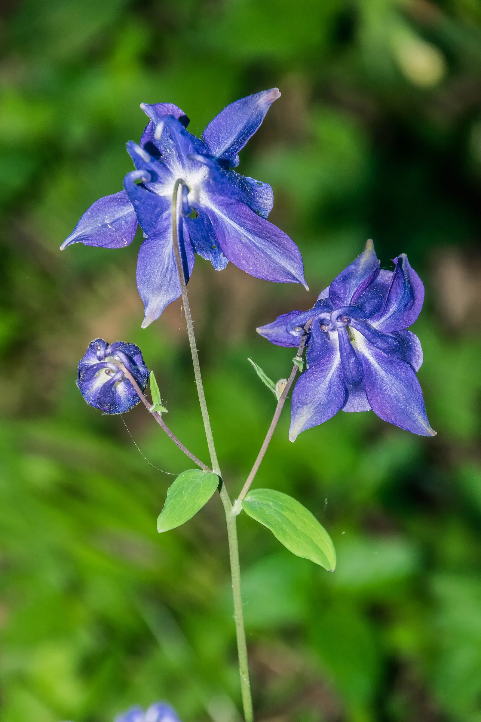 Columbine (Aquilegia Hybrids) — Thriving in USDA zones 3-8, it prefers partially shaded spots and well-draining soil; to encourage more vigorous, image 60
