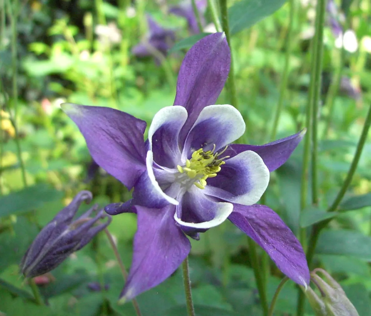Columbine (Aquilegia Hybrids) — Thriving in USDA zones 3-8, it prefers partially shaded spots and well-draining soil; to encourage more vigorous, image 116