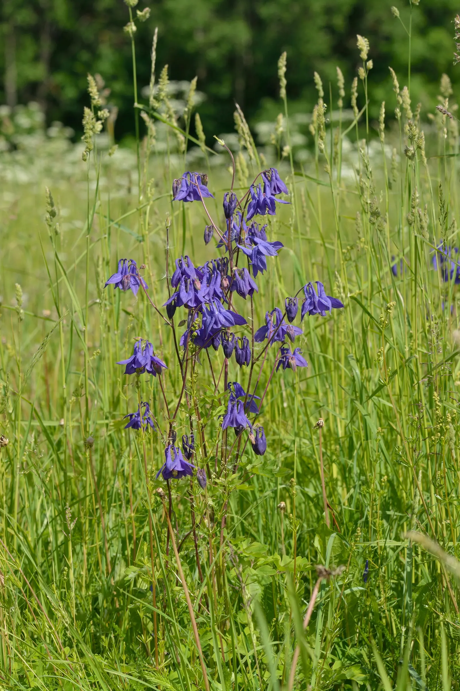 Columbine (Aquilegia Hybrids) — from mid-spring through early summer; to encourage more vigorous growth in the coming years, image 104
