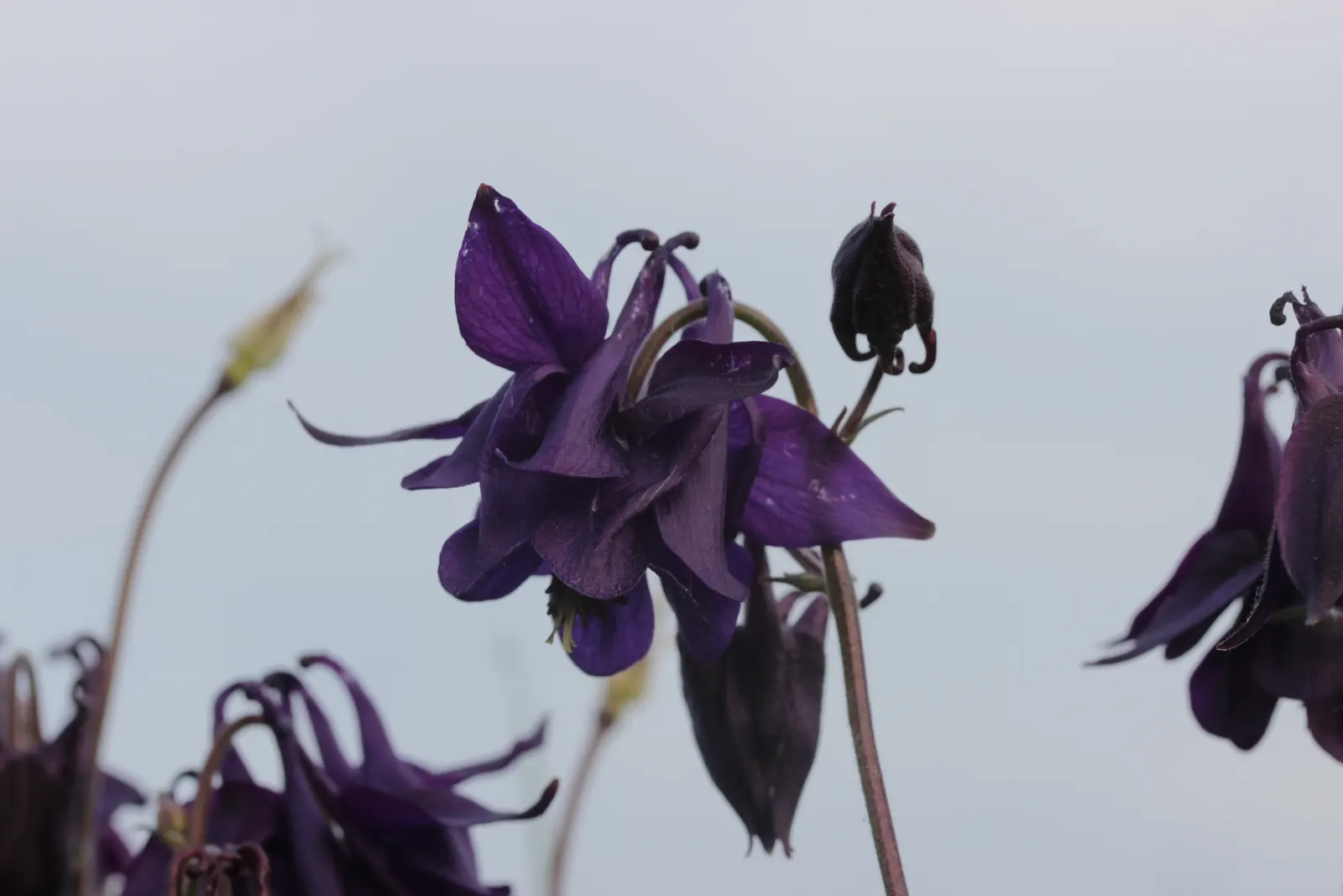 Columbine (Aquilegia Hybrids) — Columbine's early summer blooms attract hummingbirds and butterflies, adding dynamic life to your garden; renowned, image 62