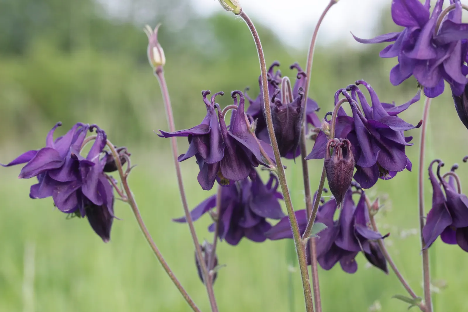 Columbine (Aquilegia Hybrids) — making them an excellent choice for mid-border placements in your garden landscape; renowned for its distinctive, image 98