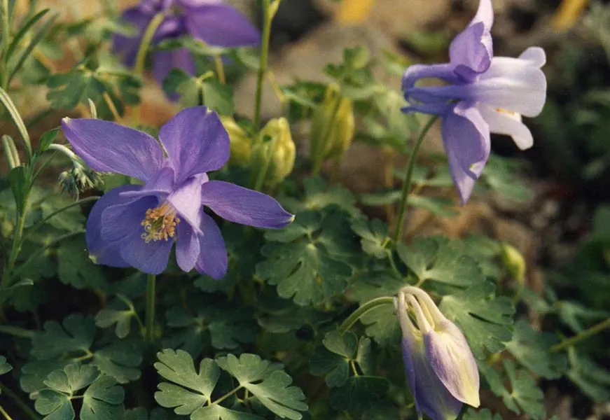 Columbine (Aquilegia Hybrids) — often with contrasting stamens that add to their visual allure.<br><br>Growing to a modest height; to encourage, image 124