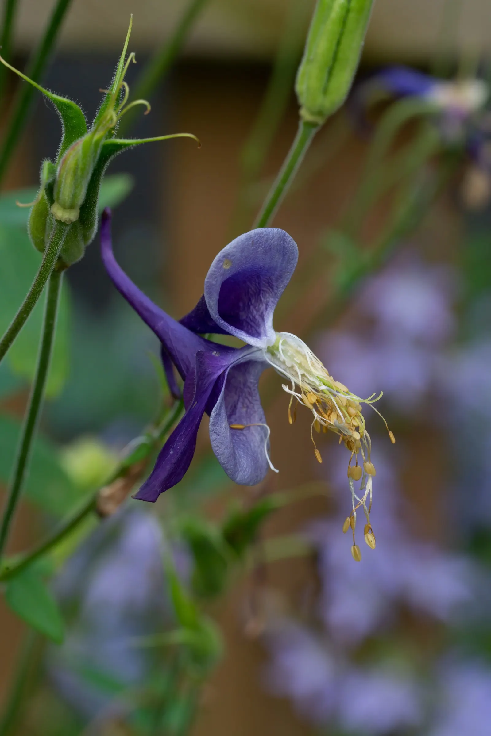 Columbine (Aquilegia Hybrids) — from mid-spring through early summer; to encourage more vigorous growth in the coming years, image 76