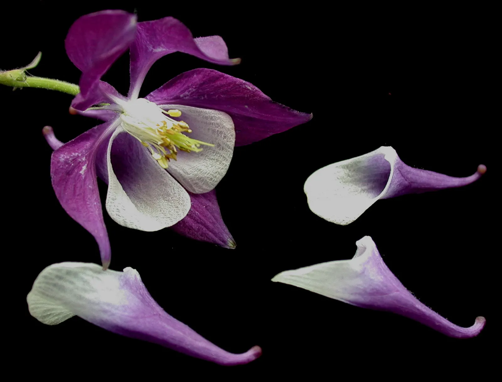 Columbine (Aquilegia Hybrids) — with minimal efforts on maintenance; to encourage more vigorous growth in the coming years