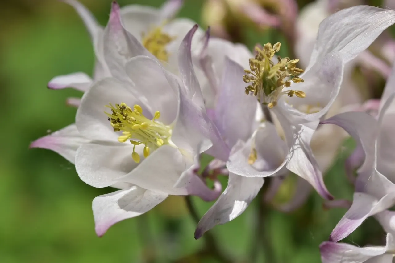 Columbine (Aquilegia Hybrids) — Columbine can bring enduring beauty to your landscape; these perennials are somewhat drought-tolerant, image 79