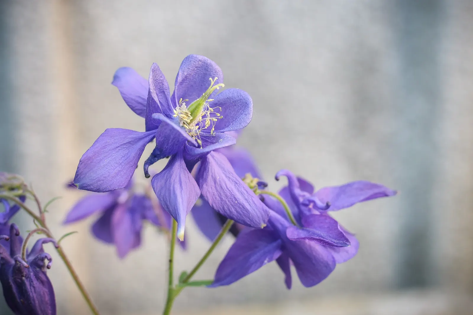 Columbine (Aquilegia Hybrids) — and a slightly acidic to neutral pH balance is ideal