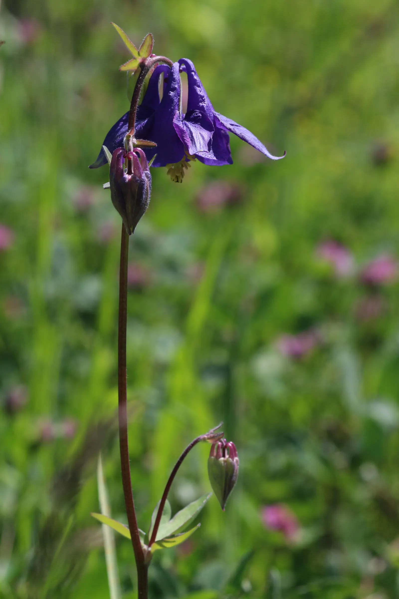 Columbine (Aquilegia Hybrids) — perennial with multi-colored and yellow blooms; these perennials are somewhat drought-tolerant, image 111