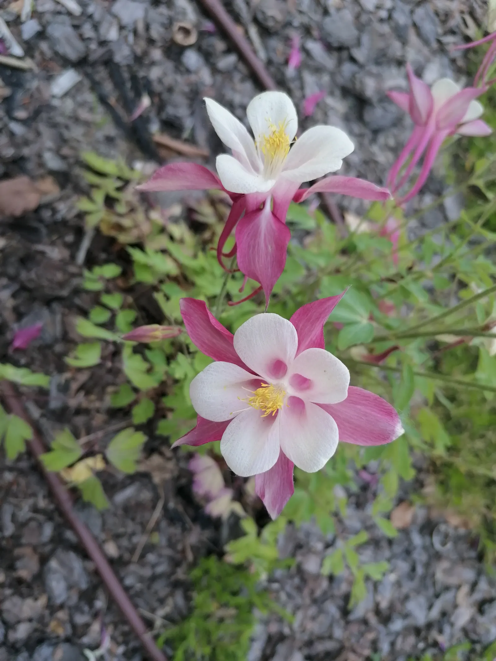Columbine (Aquilegia Hybrids) — Ideal for woodland settings and border accents; these perennials are somewhat drought-tolerant