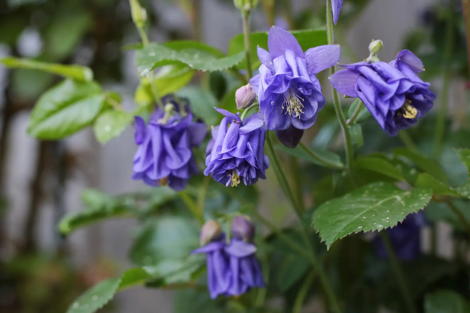 Columbine (Aquilegia Hybrids) — Renowned for its distinctive shape