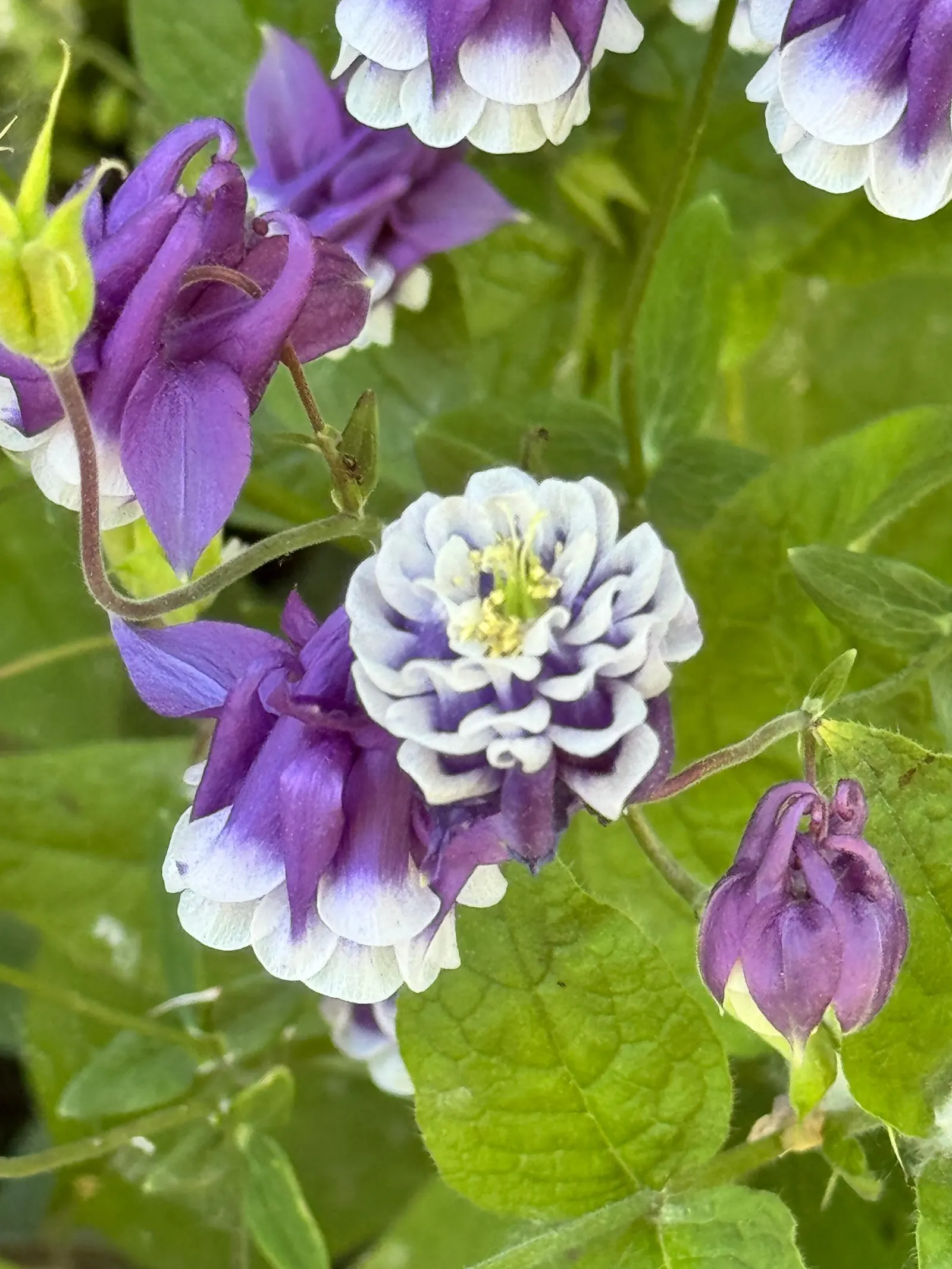 Columbine (Aquilegia Hybrids) — these perennials are somewhat drought-tolerant; renowned for its distinctive shape, image 74