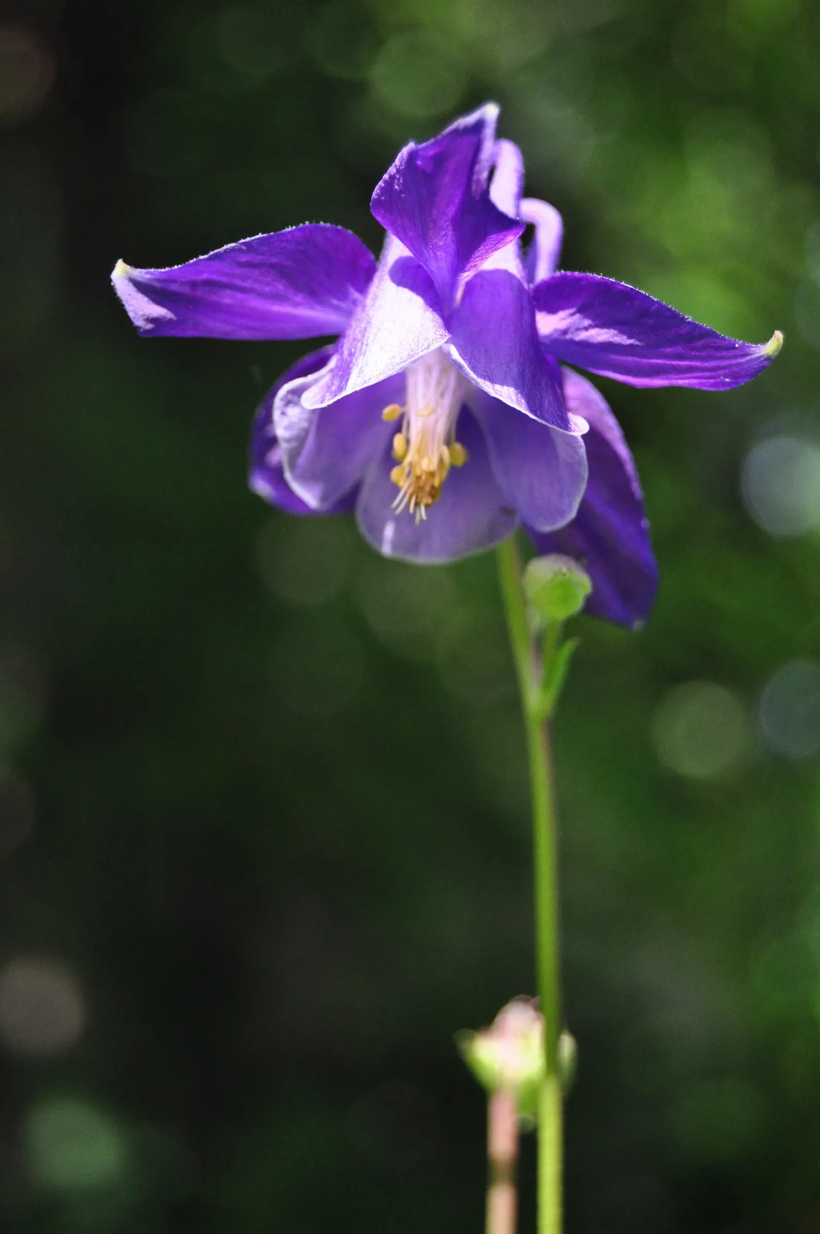 Columbine (Aquilegia Hybrids) — Thriving in USDA zones 3-8, it prefers partially shaded spots and well-draining soil; to encourage more vigorous growth in the