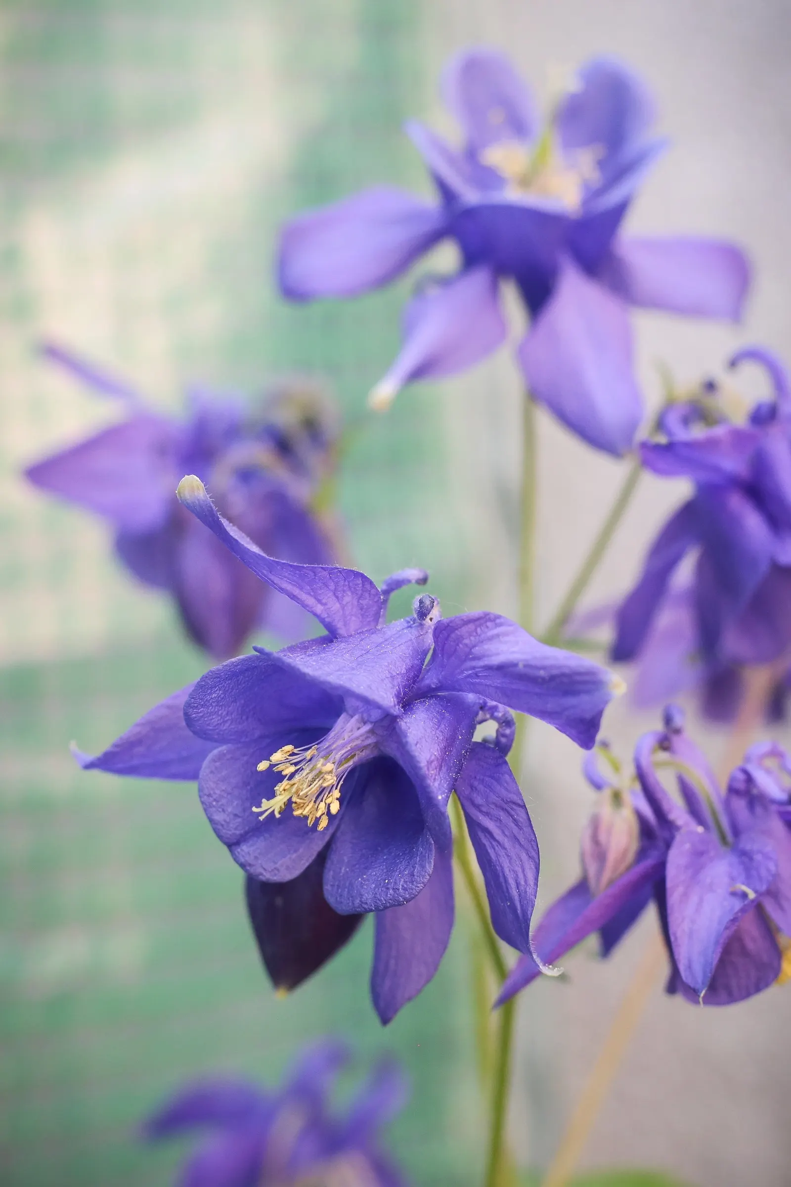 Columbine (Aquilegia Hybrids) — making them an excellent choice for mid-border placements in your garden landscape; renowned for its distinctive, image 126