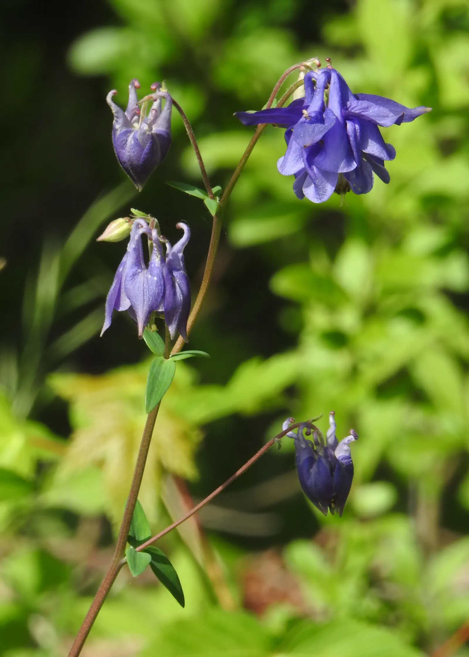 Columbine (Aquilegia Hybrids) — these perennials are somewhat drought-tolerant; renowned for its distinctive shape, image 102