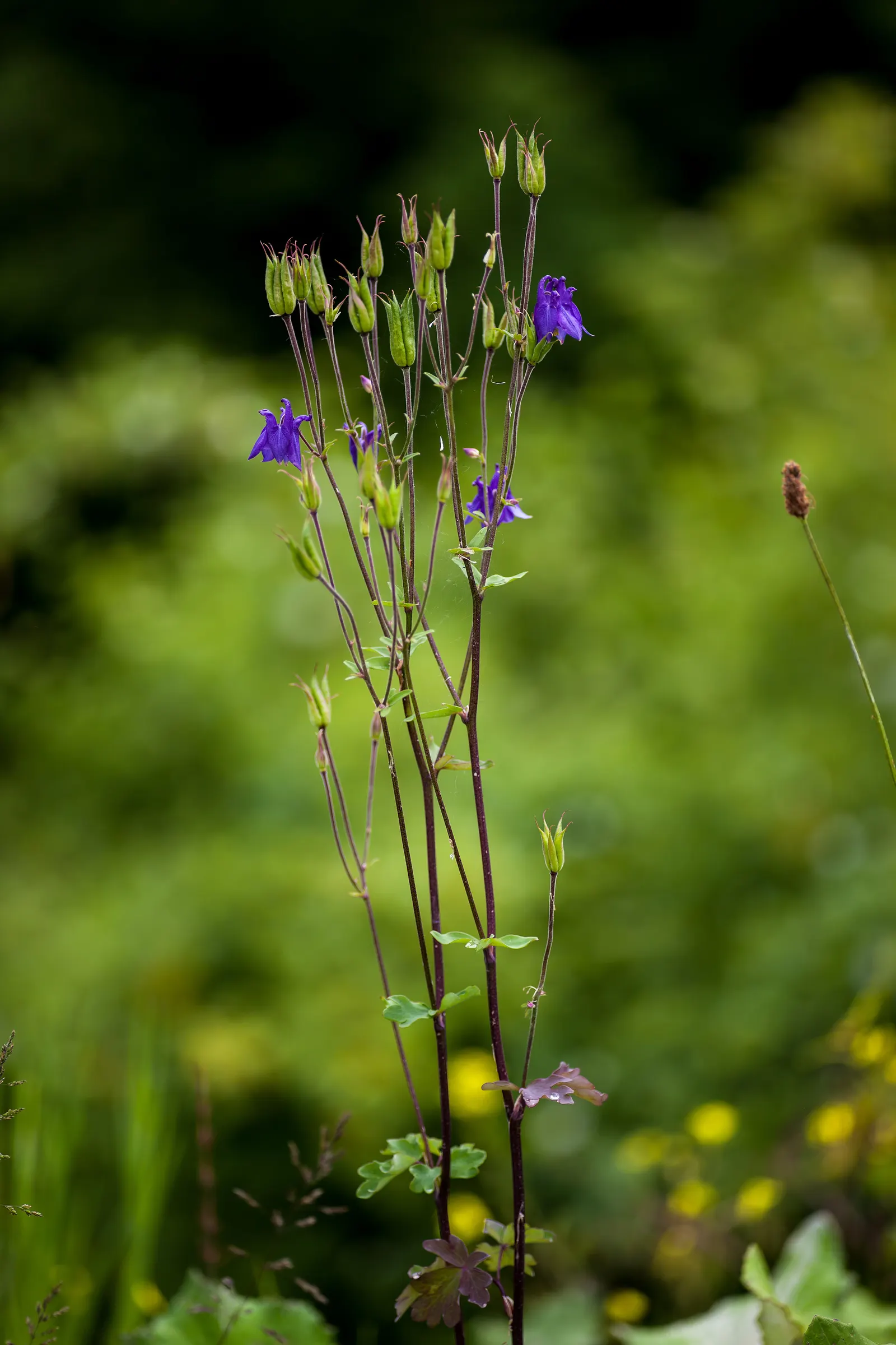 Columbine (Aquilegia Hybrids) — relishing in areas that provide partial shade as this mimics their native woodland habitats; to encourage more, image 100