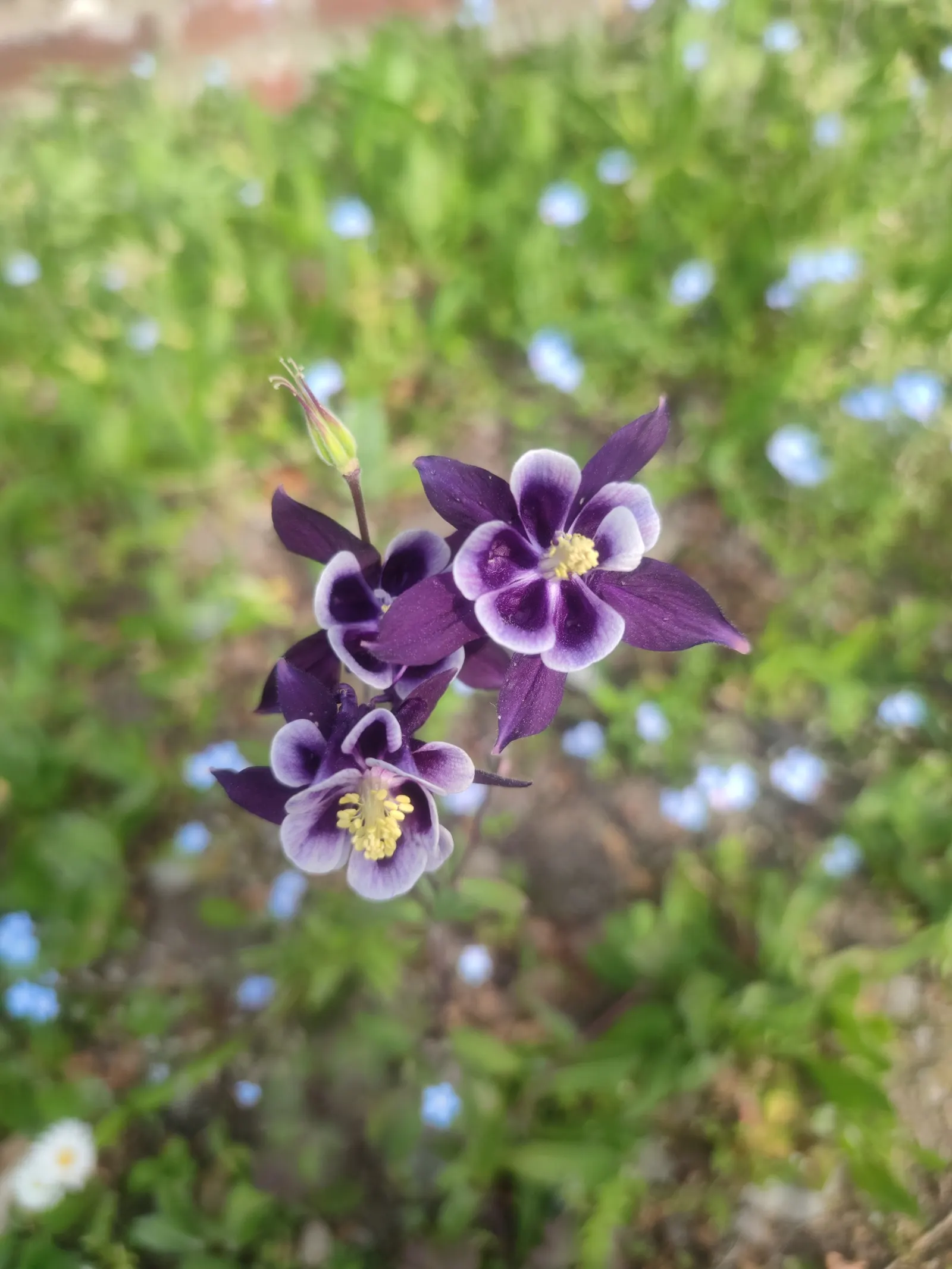 Columbine (Aquilegia Hybrids) — To encourage more vigorous growth in the coming years; thriving in USDA zones 3-8, it prefers partially shaded, image 81