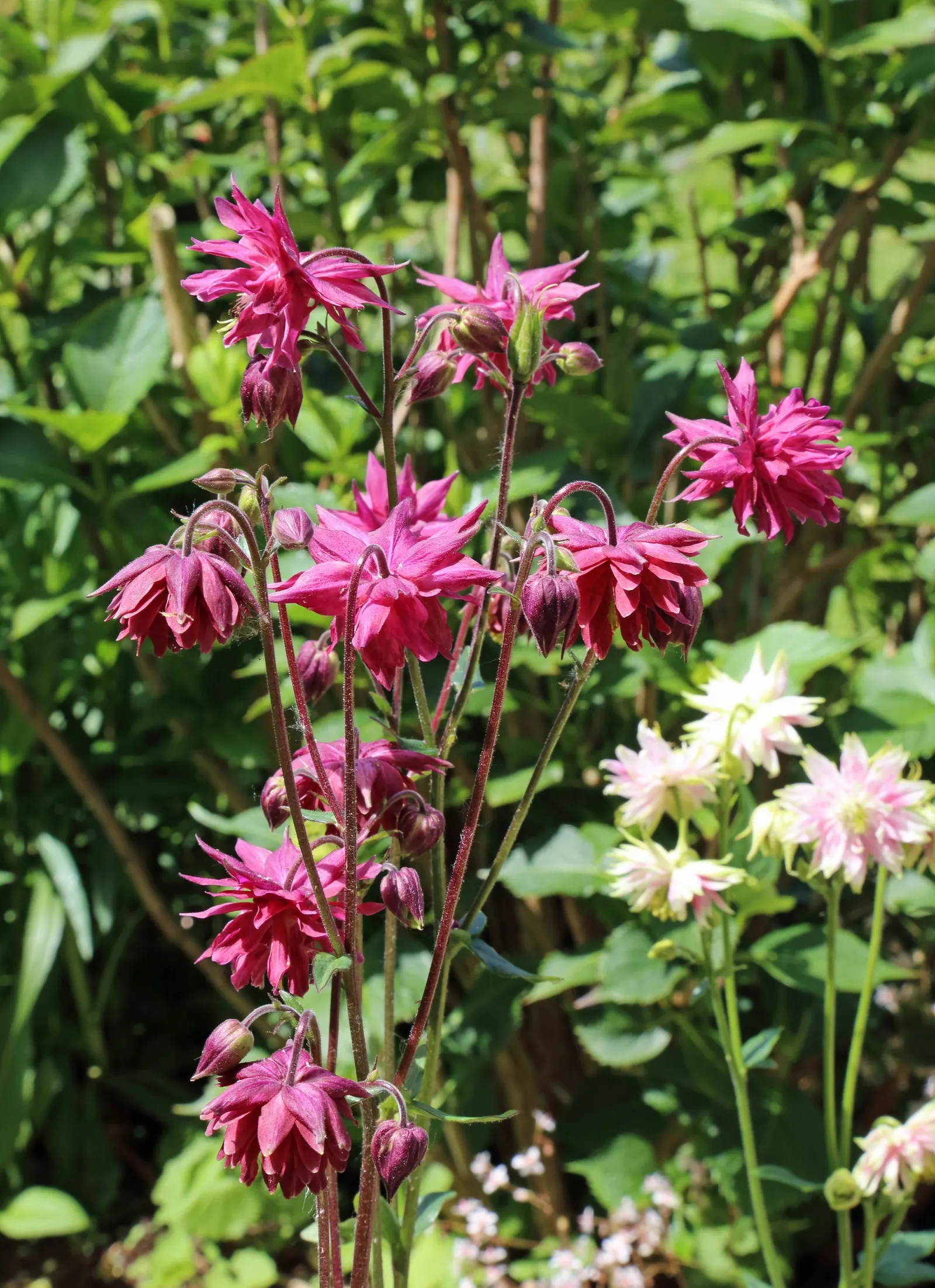 Columbine (Aquilegia Hybrids) — often with contrasting stamens that add to their visual allure.<br><br>Growing to a modest height; to encourage, image 68