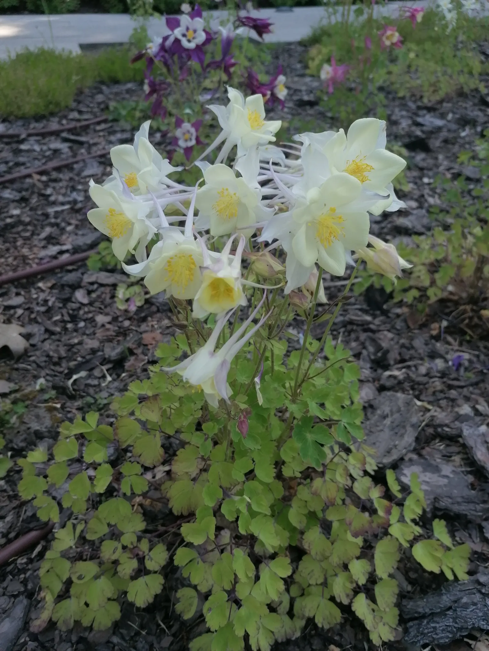 Columbine (Aquilegia Hybrids) — relishing in areas that provide partial shade as this mimics their native woodland habitats; to encourage more vigorous growth