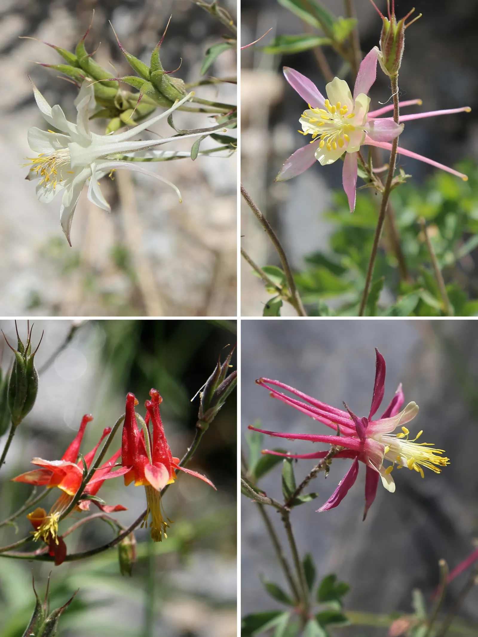 Columbine (Aquilegia Hybrids) — Mature plants reach 15-20 inches in height and spread up to 12 inches; thriving in USDA zones 3-8, it prefers, image 61