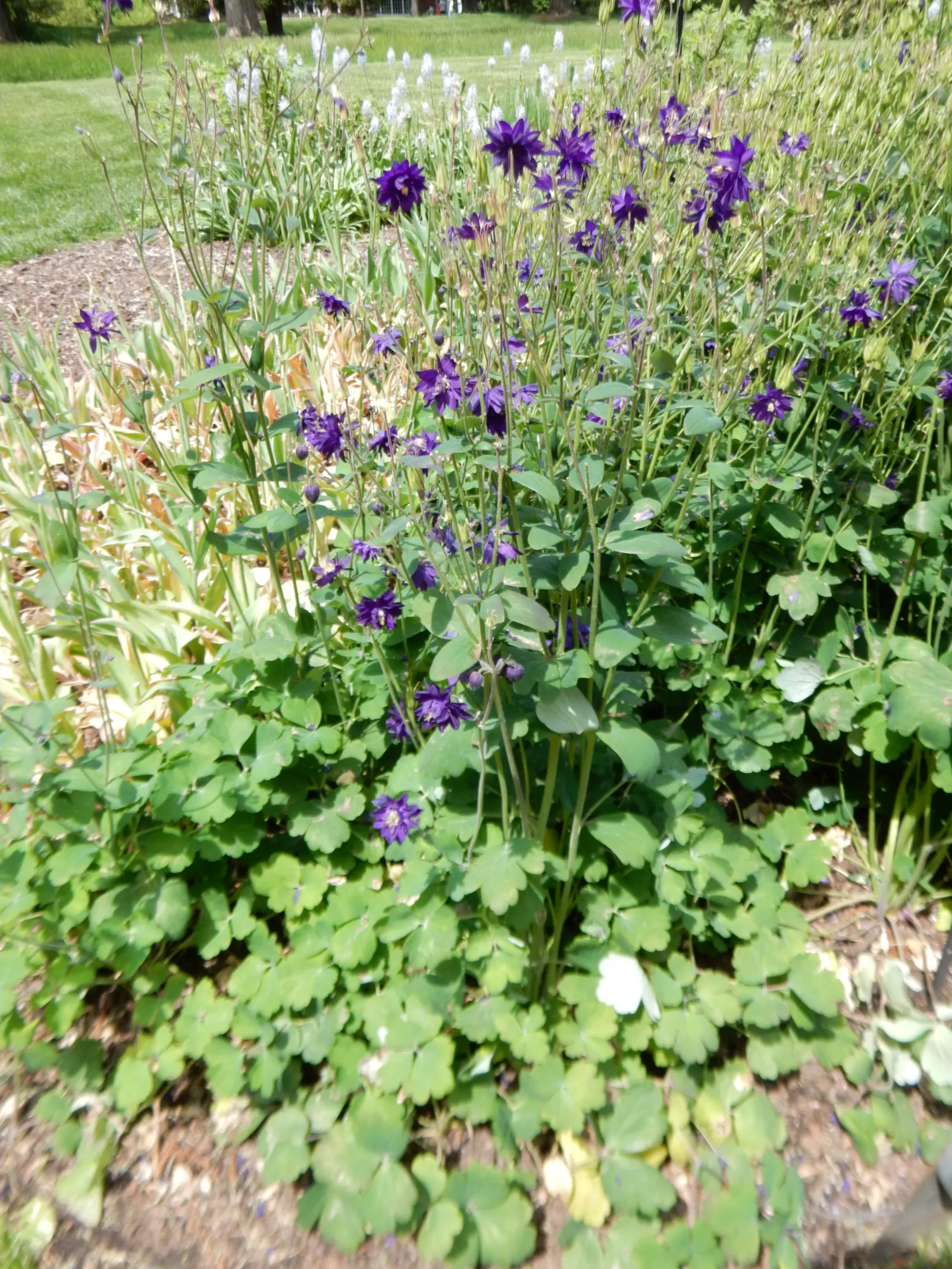 Columbine (Aquilegia Hybrids) — is a charming perennial that boasts an array of enchanting bell-shaped flowers; thriving in USDA zones 3-8, it, image 93