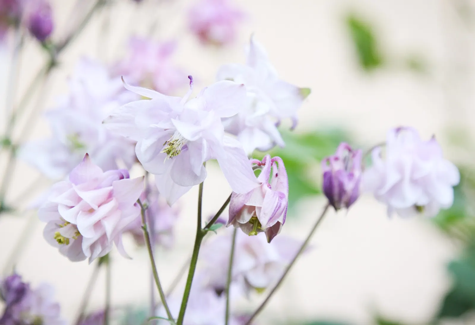 Columbine (Aquilegia Hybrids) — in hues from soft pastels to vibrant blues; these perennials are somewhat drought-tolerant