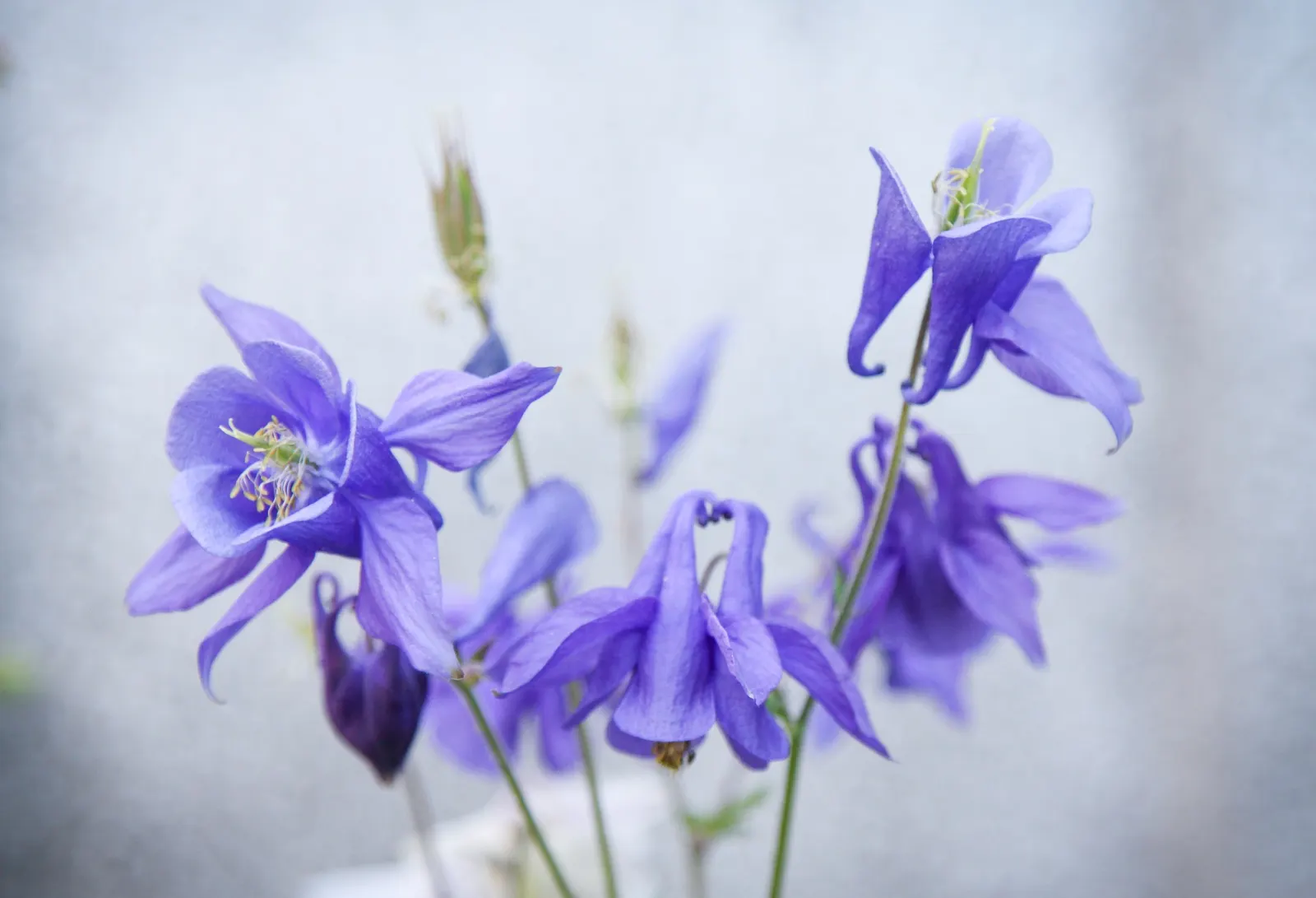 Columbine (Aquilegia Hybrids) — these perennials are somewhat drought-tolerant