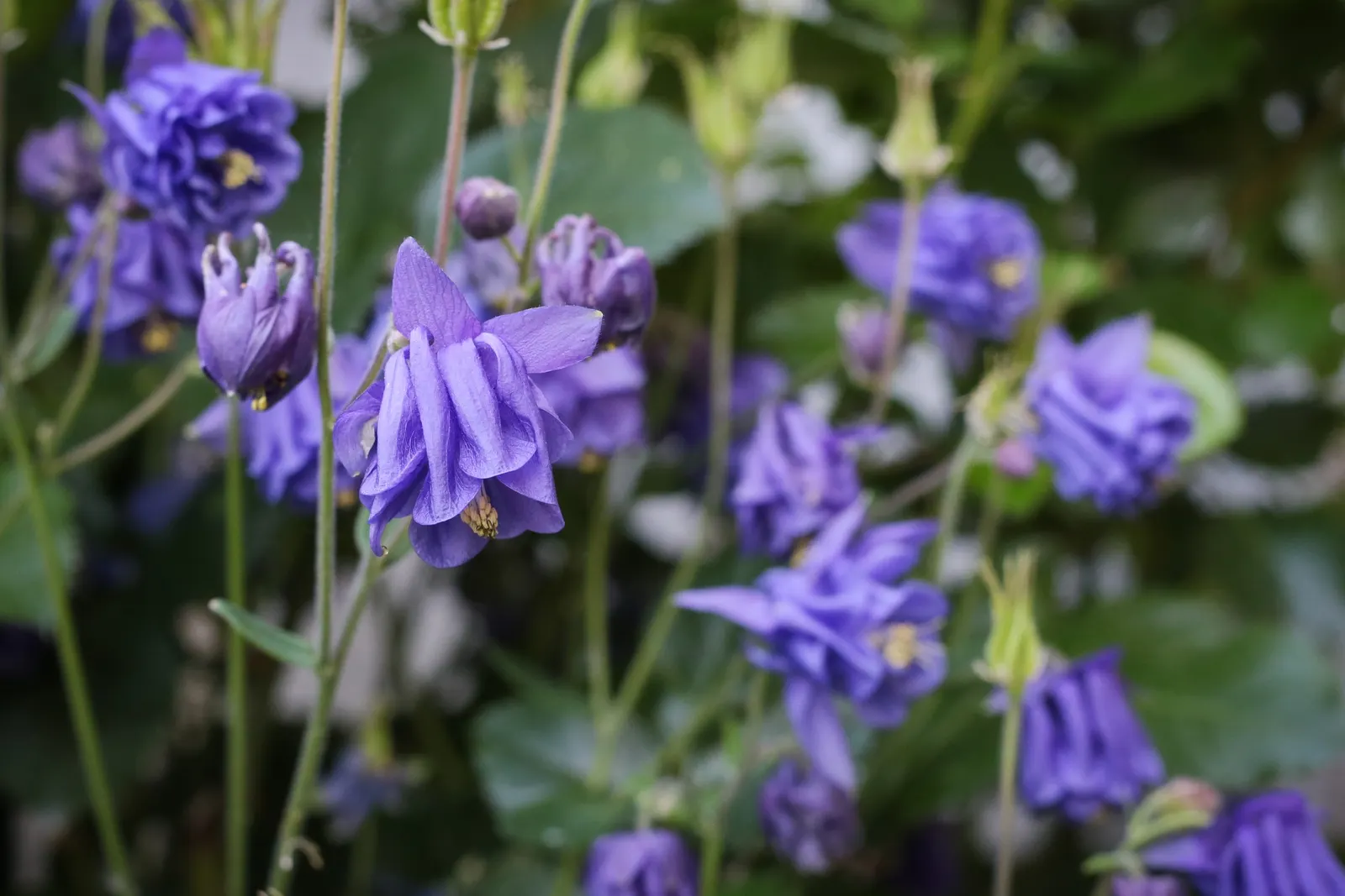 Columbine (Aquilegia Hybrids) — nodding flowers with spurred petals