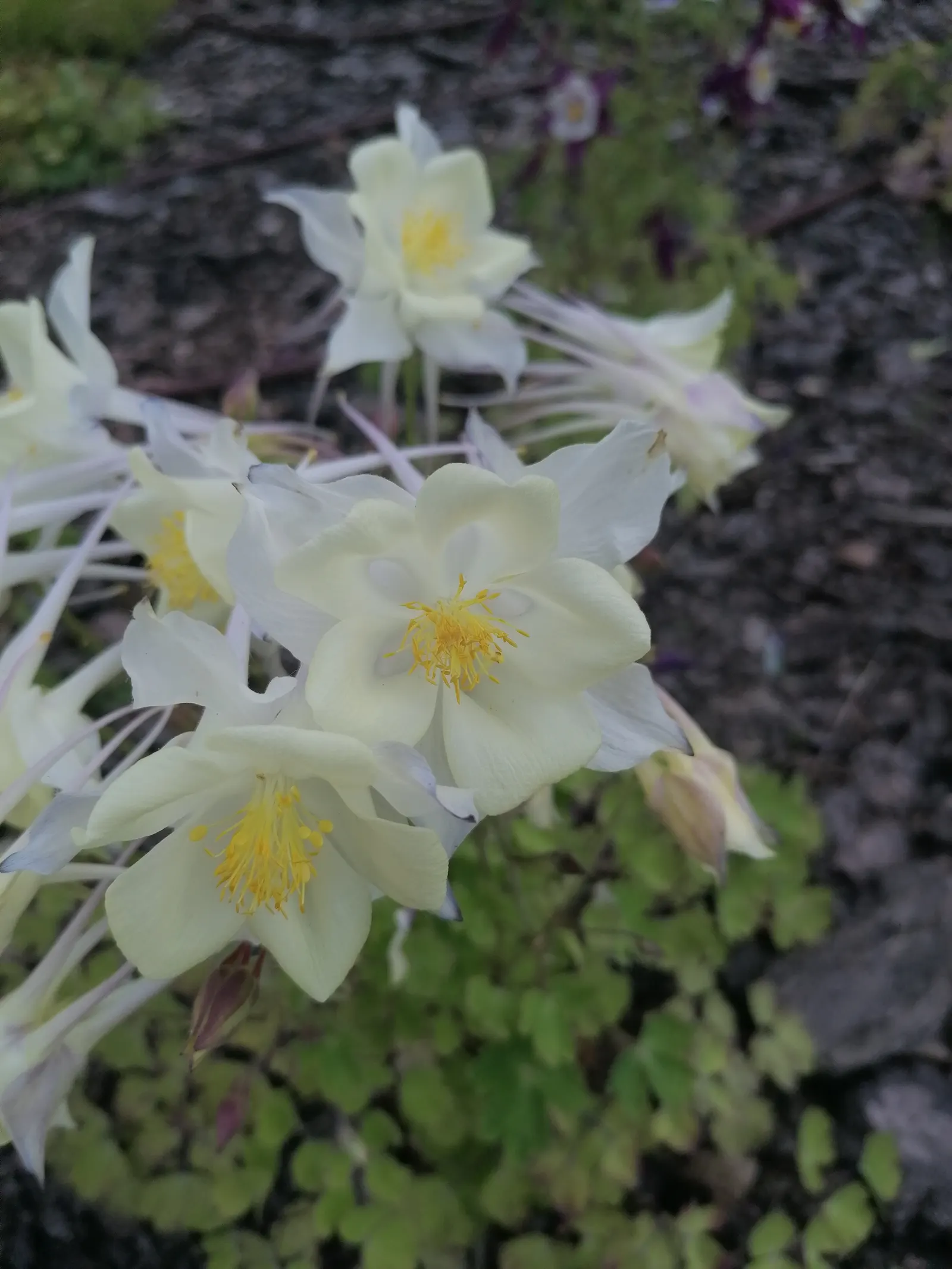 Columbine (Aquilegia Hybrids) — scientifically known as Aquilegia hybrids