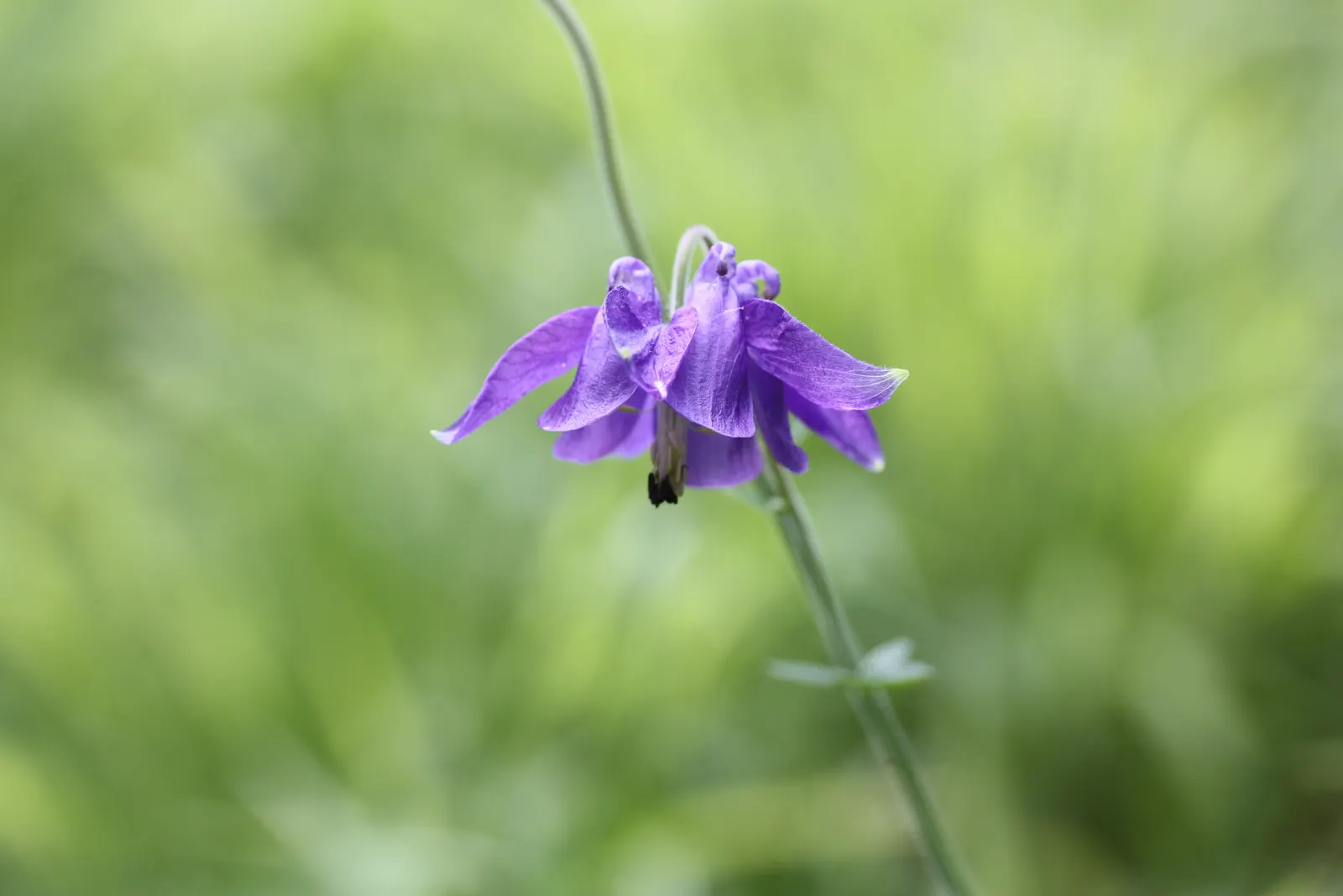 Columbine (Aquilegia Hybrids) — Renowned for its distinctive shape; these perennials are somewhat drought-tolerant, image 67