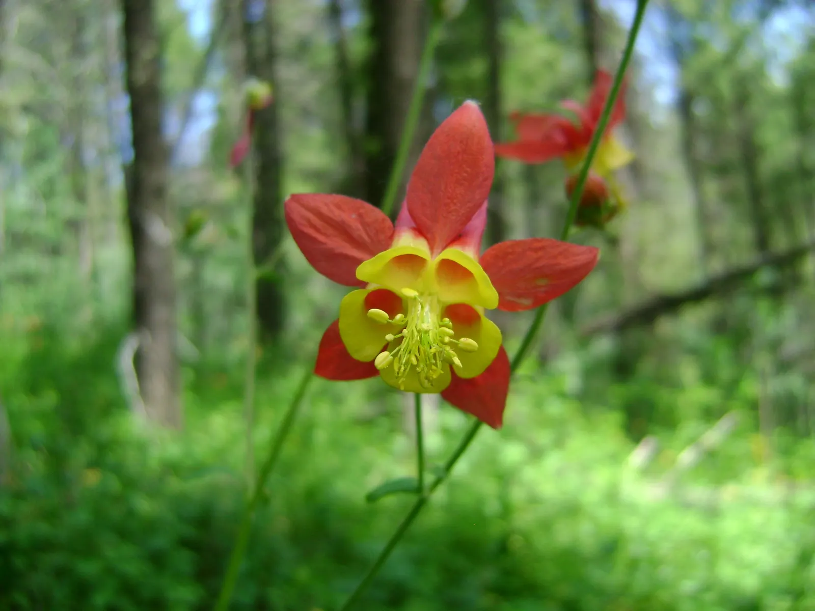 Columbine (Aquilegia Hybrids) — making them an excellent choice for mid-border placements in your garden landscape; renowned for its distinctive shape