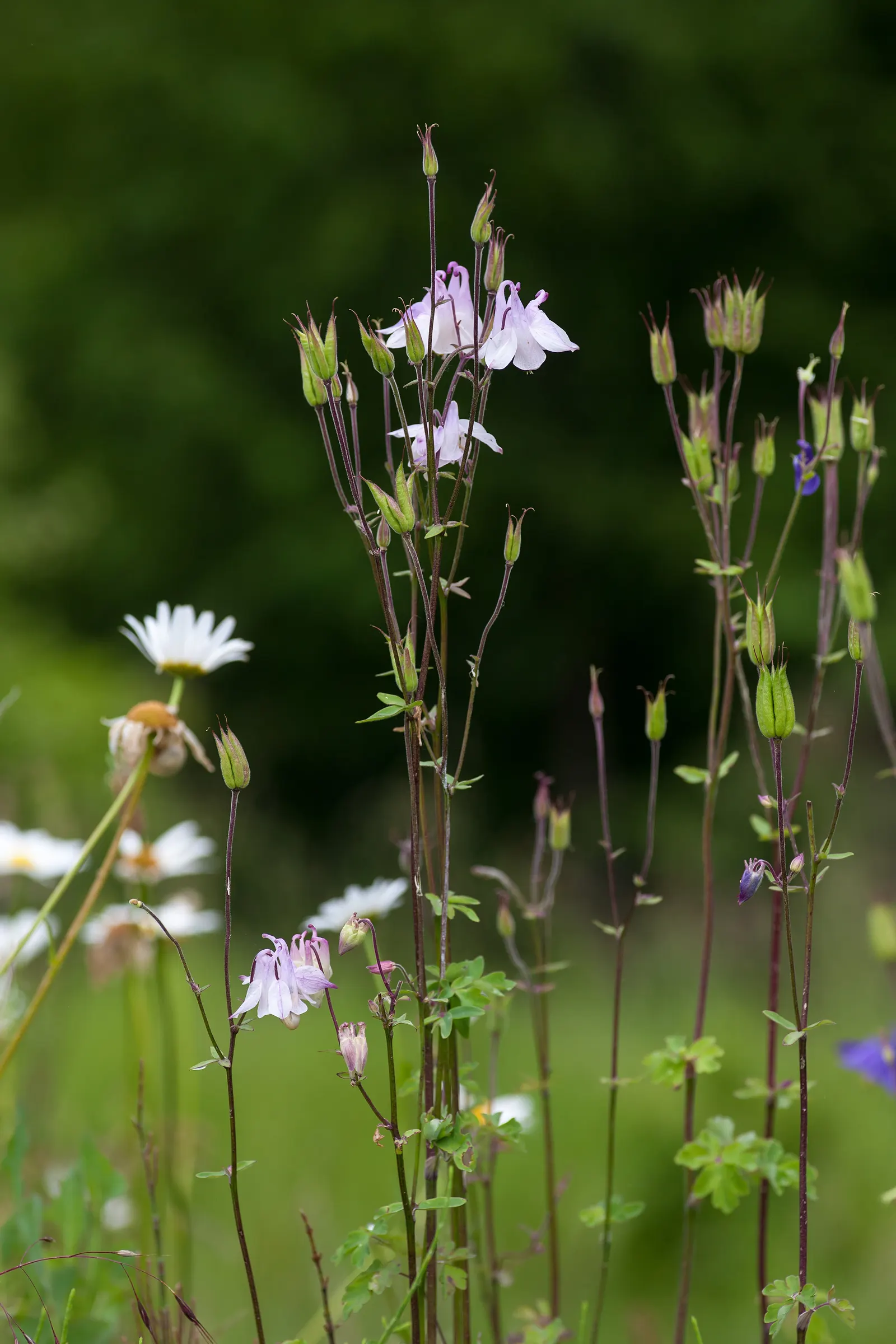 Columbine (Aquilegia Hybrids) — in hues from soft pastels to vibrant blues; these perennials are somewhat drought-tolerant, image 115