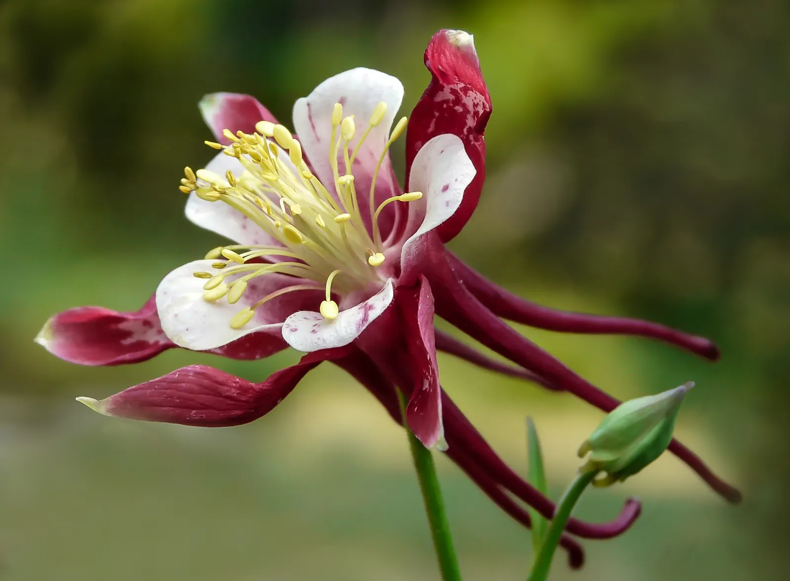 Columbine (Aquilegia Hybrids) — perennial for half or shade; to encourage more vigorous growth in the coming years, image 84