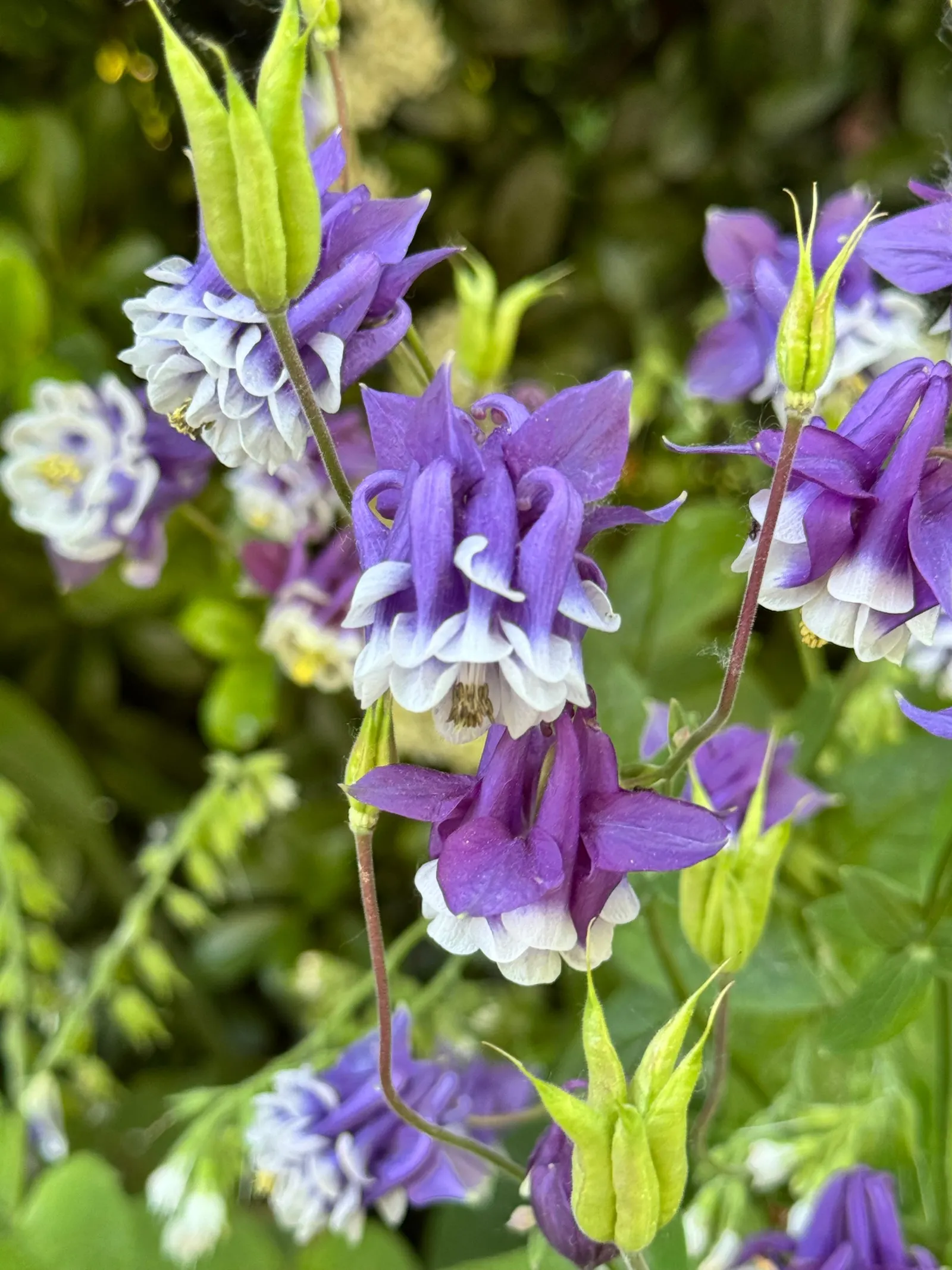 Columbine (Aquilegia Hybrids) — Thriving in USDA zones 3-8, it prefers partially shaded spots and well-draining soil; to encourage more vigorous, image 88