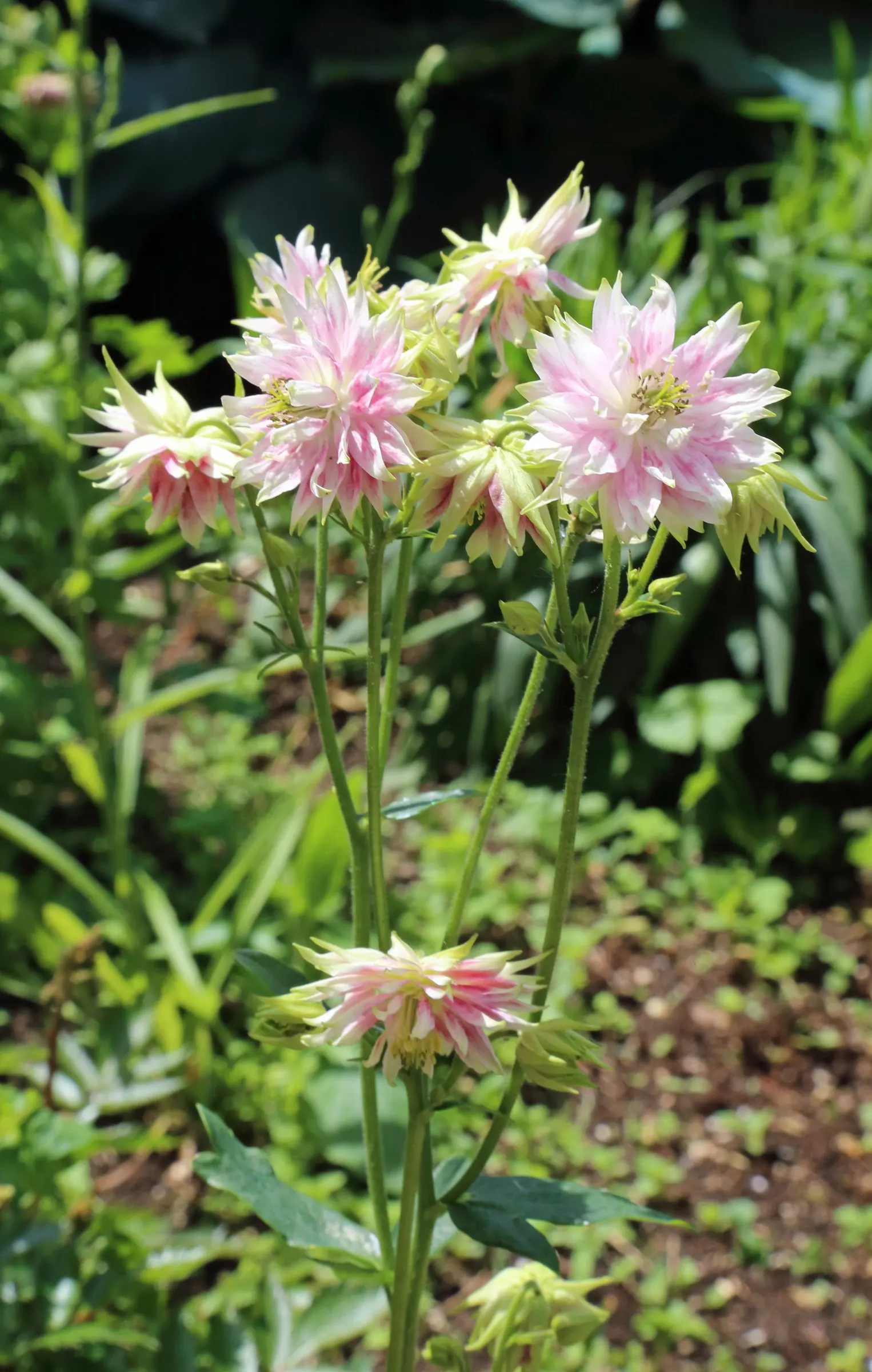 Columbine (Aquilegia Hybrids) — with minimal efforts on maintenance; to encourage more vigorous growth in the coming years, image 80
