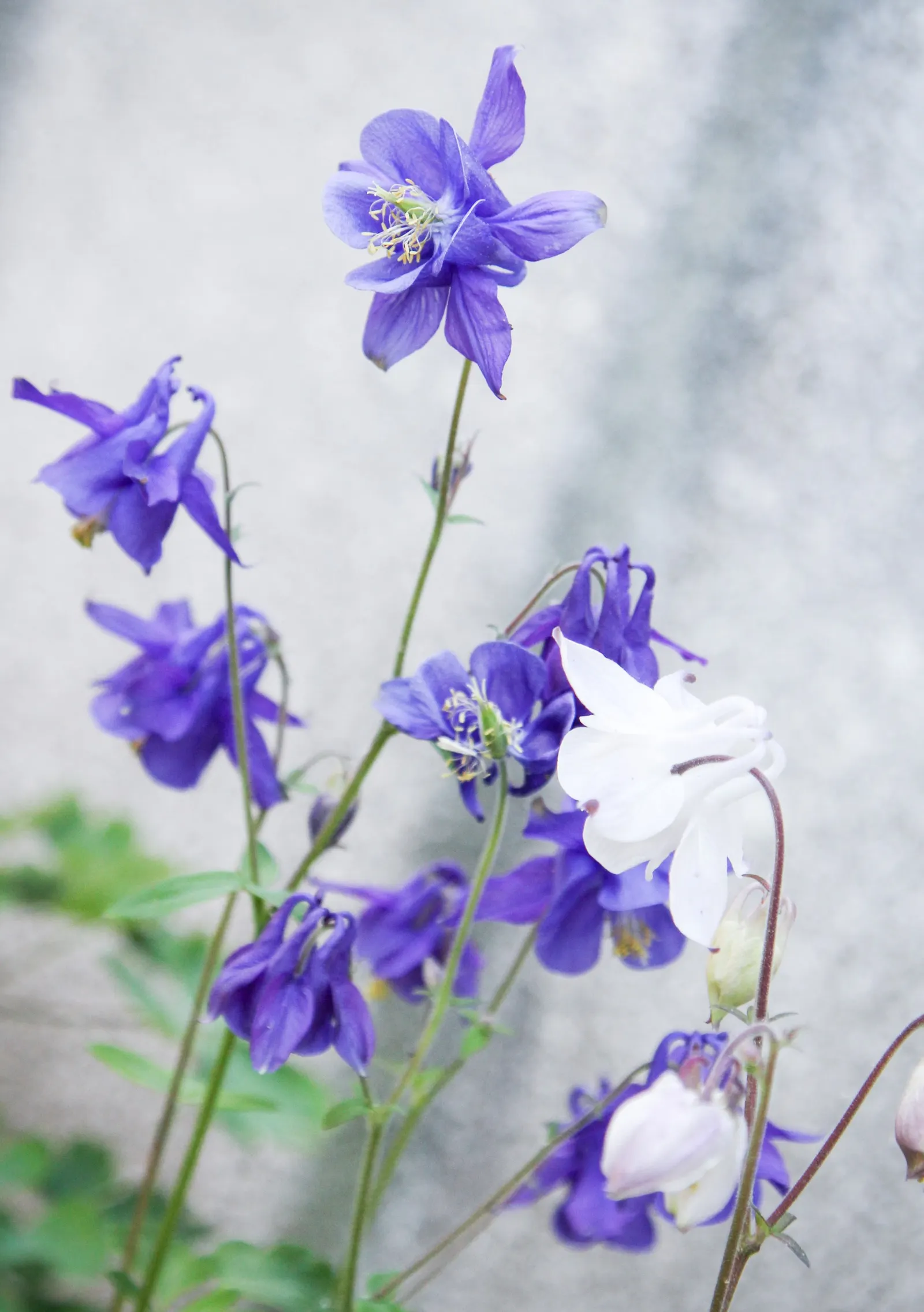 Columbine (Aquilegia Hybrids) — perennial with multi-colored and yellow blooms; these perennials are somewhat drought-tolerant
