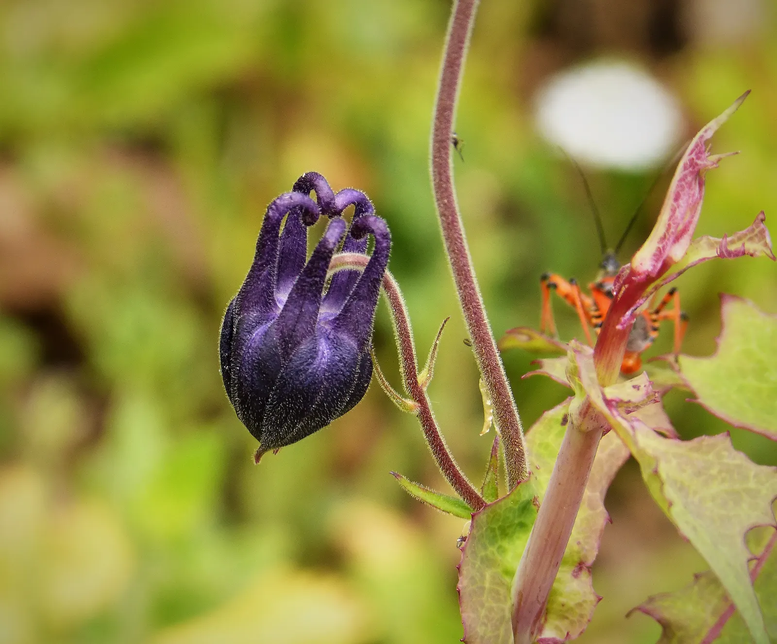 Columbine (Aquilegia Hybrids) — multi-colored and yellow flowers in the garden; renowned for its distinctive shape, image 110