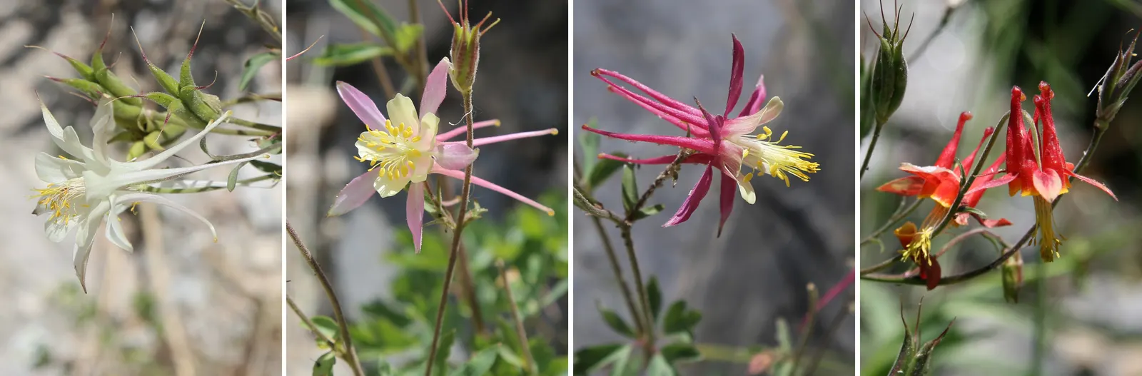 Columbine (Aquilegia Hybrids) — They perform best in USDA hardiness zones 3 through 9; these perennials are somewhat drought-tolerant, image 71