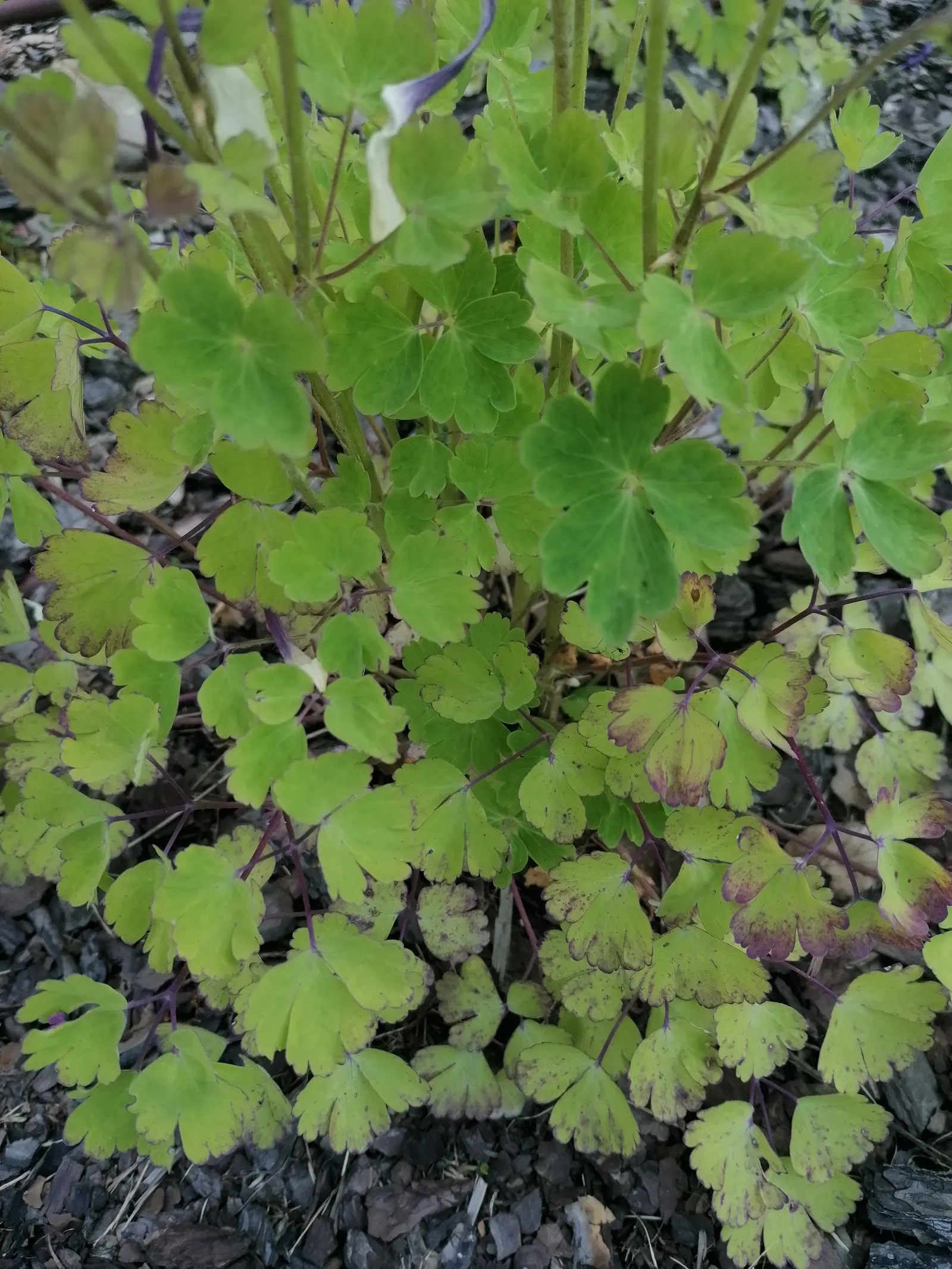 Columbine (Aquilegia Hybrids) — making them an excellent choice for mid-border placements in your garden landscape; renowned for its distinctive, image 70