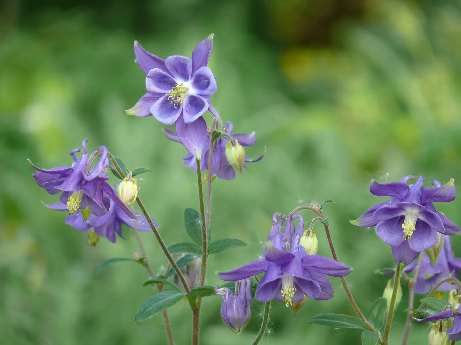 Columbine (Aquilegia Hybrids) — Columbines typically range from 1.5 to 3 feet and spread out about 1 to 2 feet; thriving in USDA zones 3-8, it, image 97