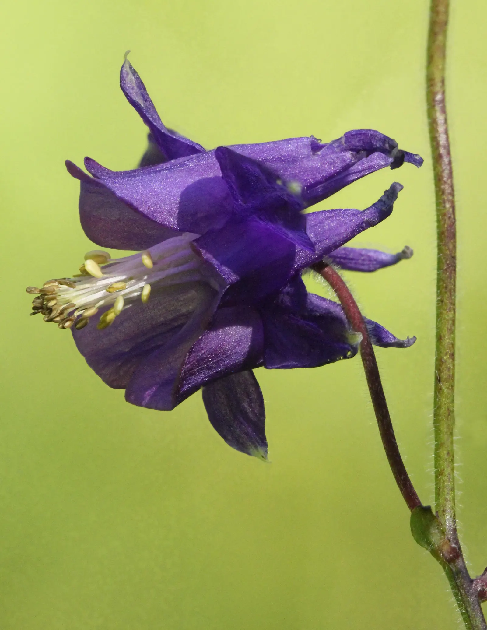 Columbine (Aquilegia Hybrids) — Columbine's early summer blooms attract hummingbirds and butterflies, adding dynamic life to your garden