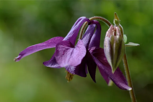 Columbine (Aquilegia Hybrids) — Columbine can bring enduring beauty to your landscape