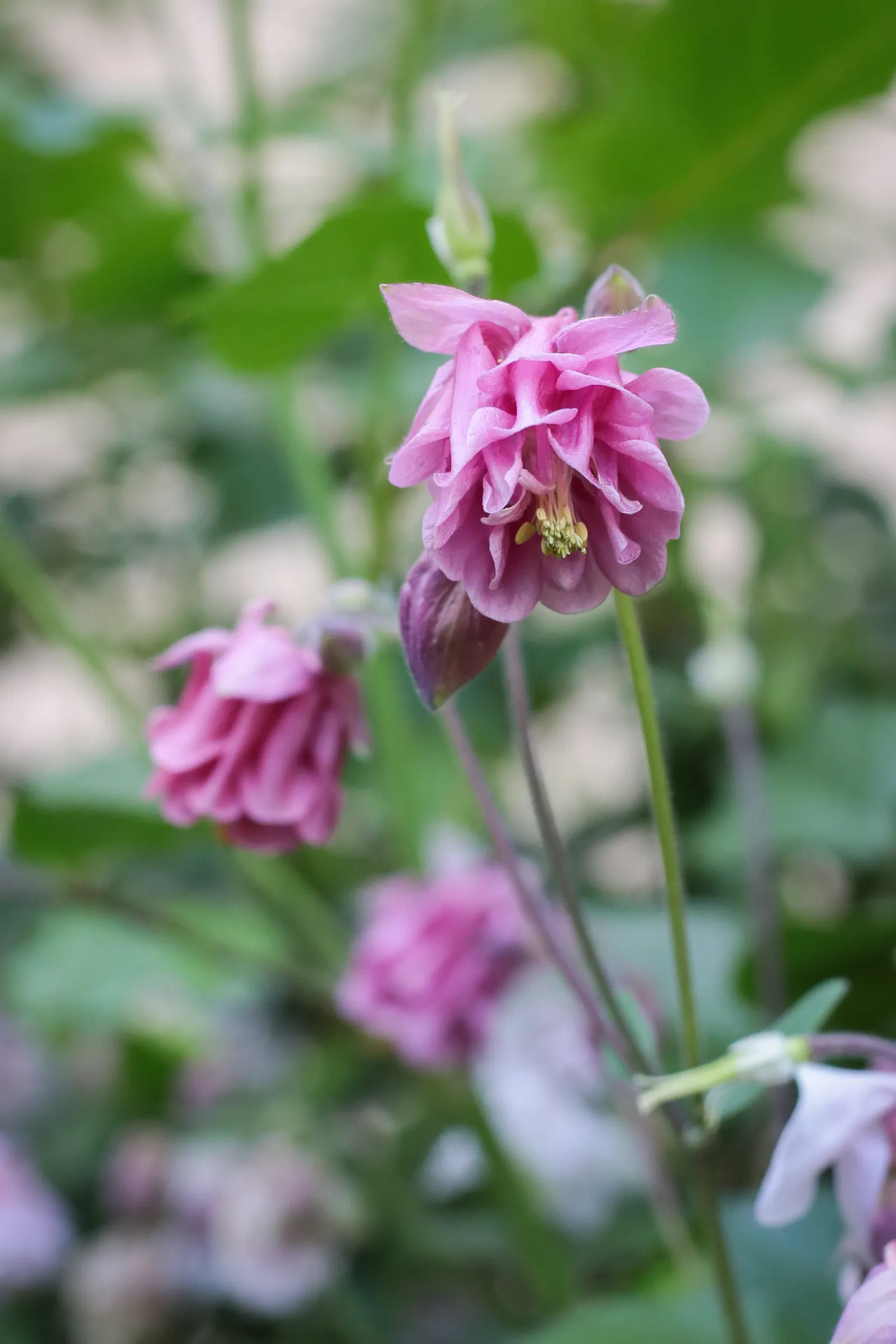 Columbine (Aquilegia Hybrids) — As a low-maintenance plant that self-seeds; renowned for its distinctive shape, image 106
